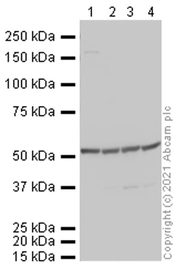 Anti-beta Tubulin antibody - Loading Control(AB6046)
