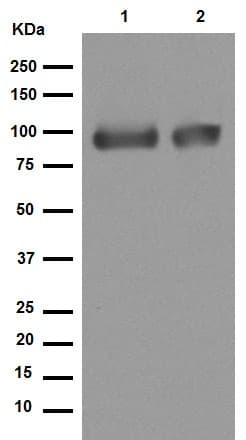 Anti-LRP1 antibody [EPR3724](AB92544)