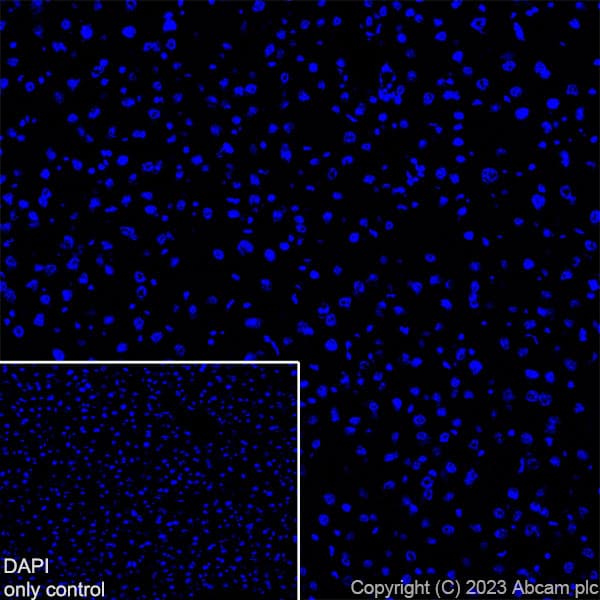 Alexa Fluor® 647 Anti-Myosin (MYH 1/2) antibody [A4.1025](AB315963)