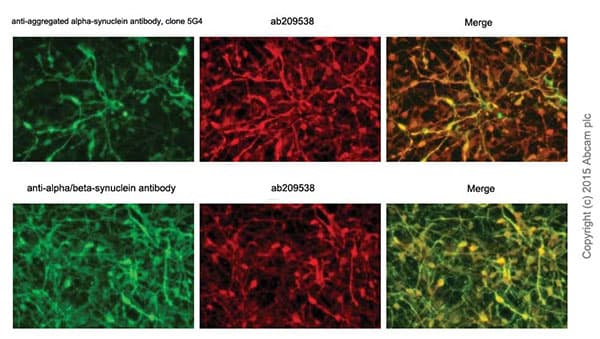 Anti-Alpha-synuclein aggregate antibody [MJFR-14-6-4-2] - BSA and Azide free(AB214033)