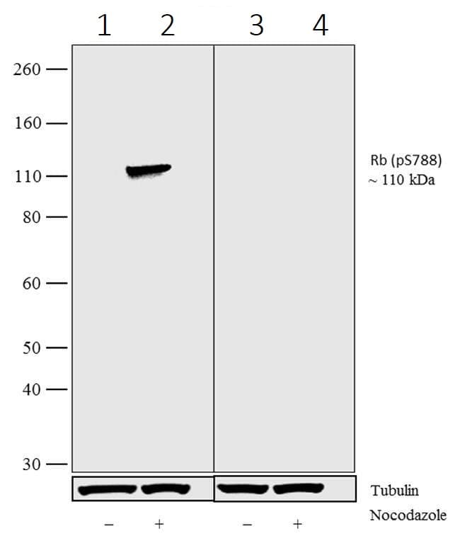 Anti-Rb (phospho S788) antibody [6HCLC](AB277775)