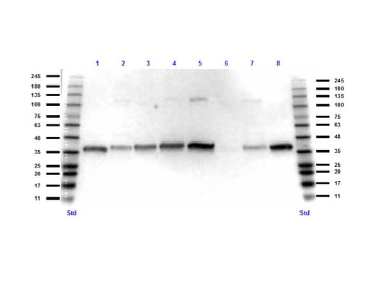 Gapdh Antibody Loading Control Ab263962  Western Blot Img692
