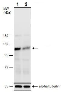 Anti-FAK (phospho Y576) antibody(AB226847)