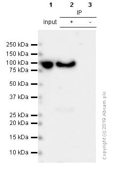 Anti-STAT3 antibody [E121-21] - BSA and Azide free(AB171361)