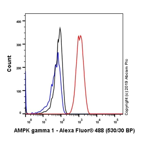Anti-AMPK gamma 1 antibody [Y308](AB32508)