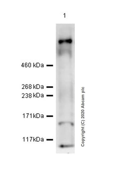 Anti-KMT2D / MLL2 antibody [EPR20604-73] - BSA and Azide free(AB274431)