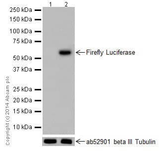 Anti-Firefly Luciferase antibody [EPR17790](AB185924)