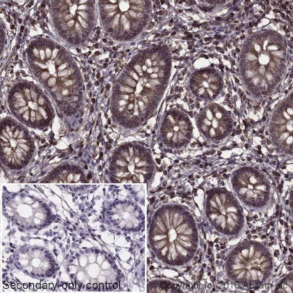 Donkey Anti-Goat IgG H&L (HRP)(AB205723)