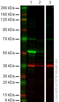 Anti-Cytokeratin 14 antibody [LL002](ab7800)