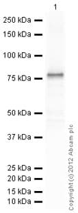 Recombinant Human GFAP protein(AB114149)