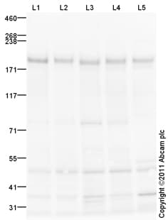 Goat Rabbit Igg H L Hrp Preadsorbed Ab97080  Western Blot Img121714