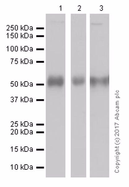 Rabbit Mouse Igg H L Hrp Ab6728 Western Blot Img66260