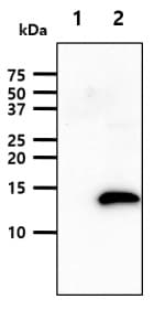 Leptin Antibody At7e10 Ab219260  Western Blot Img88100