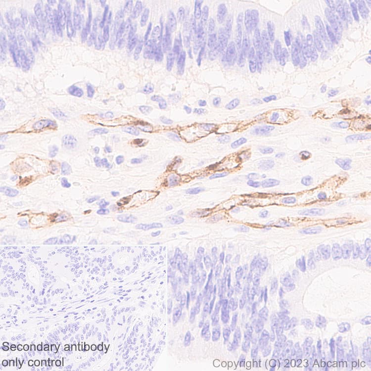 Anti-VE Cadherin antibody [EPR27436-55] - BSA and Azide free(AB313633)