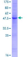 Recombinant Human OX40L/TNFSF4 protein(AB159764)
