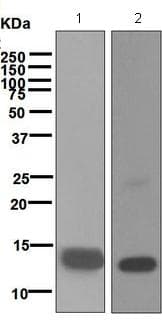Tgf Beta 1 2 Antibody Epr5443 Ab124894  Western Blot Img124588