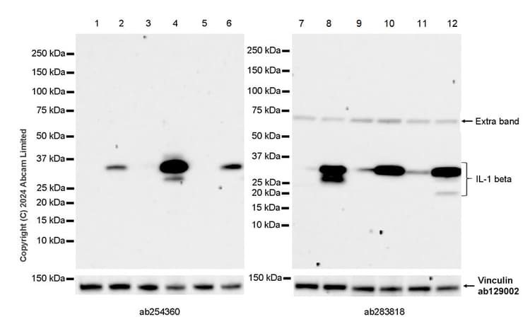 Anti-IL-1 beta antibody [EPR23851-127](AB254360)