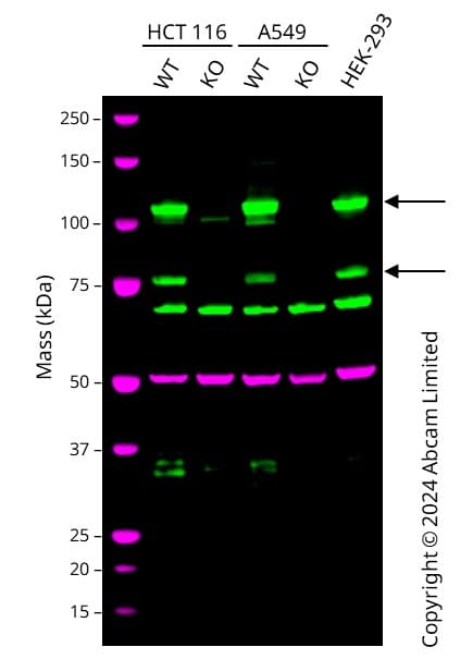Anti-Rb antibody [EPR17512](AB181616)