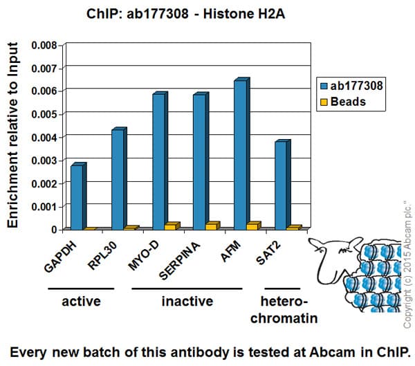 Anti-Histone H2A antibody [EPR17470] - ChIP Grade(AB177308)