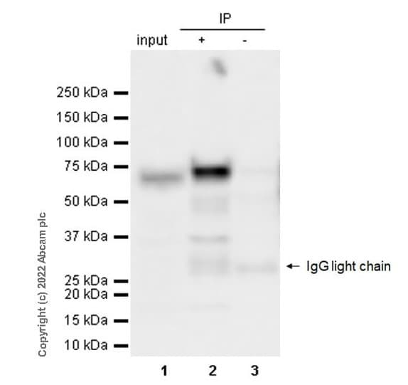 VeriBlot for IP Detection Reagent (HRP)(AB131366)