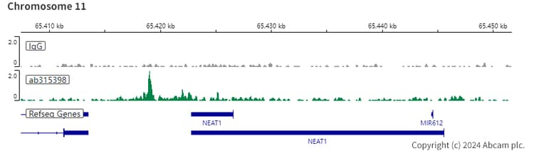 Anti-RUNX1 / AML1 antibody [RM1089] - BSA and Azide free(AB315399)