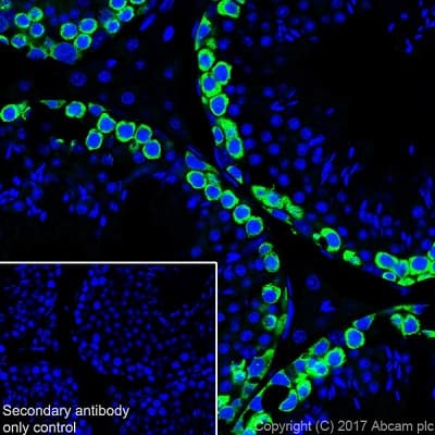 Anti-DAZL antibody [EPR21028] - BSA and Azide free(AB228135)