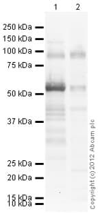 Goat Rabbit Igg H L Hrp Preadsorbed Ab97080  Western Blot Img85932