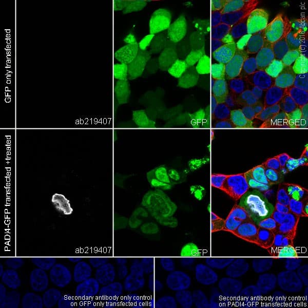 Anti-Histone H3 (citrulline R17) antibody [EPR20358-120](AB219407)