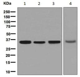 Anti-NUDT5 antibody [EPR7735] - BSA and Azide free(AB248321)