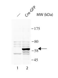 Anti-Cre recombinase antibody(AB190177)