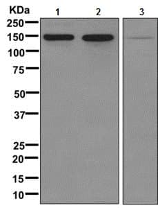 Collagen Vi Antibody Epr7888n Bsa And Azide Free Ab249703  Western Blot Img159769