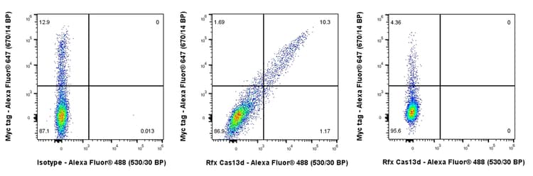 Anti-Rfx Cas13d (N-term) antibody [EPR23965-31](AB314741)