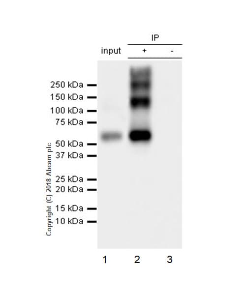 Anti-VGluT1 antibody [EPR22269](ab227805)