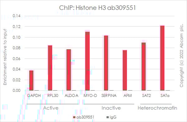 Anti-Histone H3 antibody [1B1B2](AB309551)