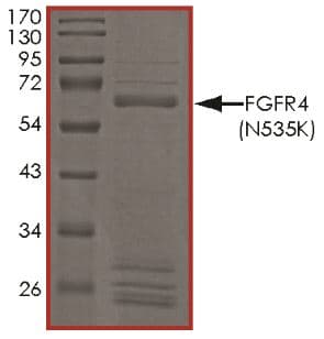 Recombinant human FGFR4 (mutated N535K) protein (Active)(AB268575)