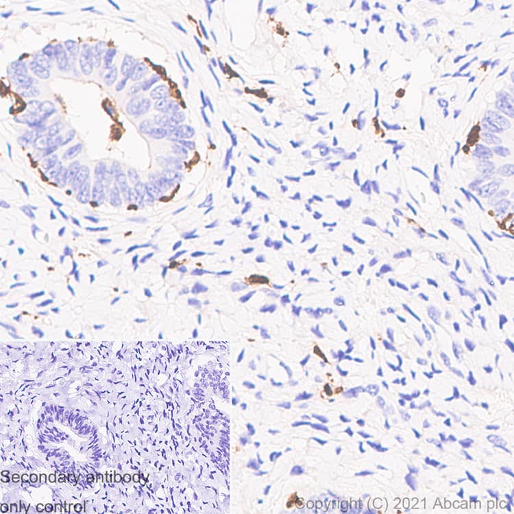Anti-Iba1 antibody [EPR16589] - Mouse IgG1 (Chimeric)(AB283319)