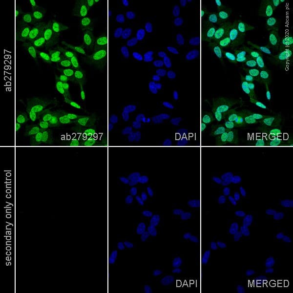 Anti-NeuN antibody [EPR12763] - Rat IgG2a (Chimeric)(AB279297)