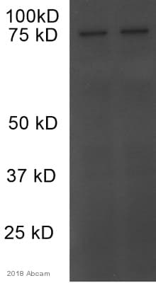 Anti-PSD95 antibody - Synaptic Marker(AB18258)
