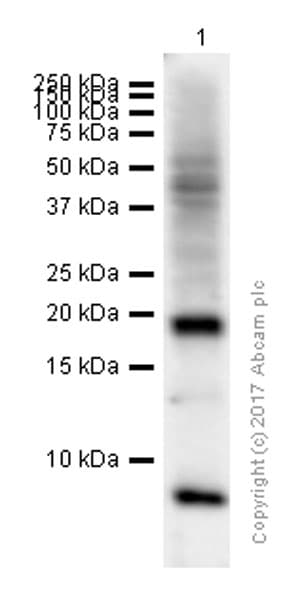 Anti-Glucagon antibody [EP3070](AB92517)