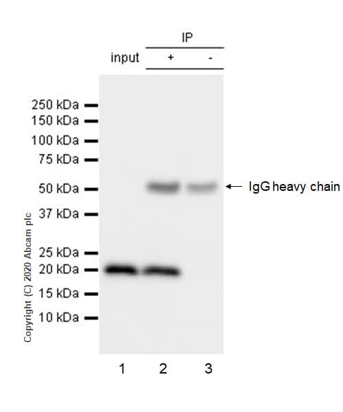 Anti-MTCO2 antibody [EPR3314] - BSA and Azide free(AB239889)