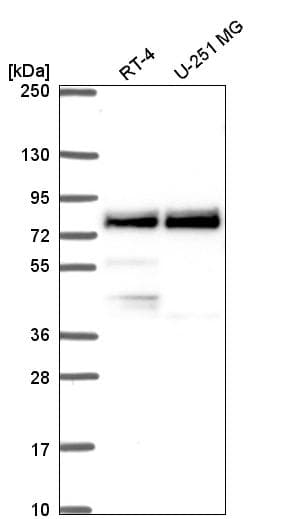 Trim36 Antibody Ab272672  Western Blot Img123198