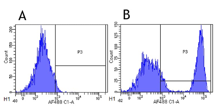 Anti-CD20 antibody [10F381(rituximab)] - Rabbit IgG (Chimeric)(AB275973)