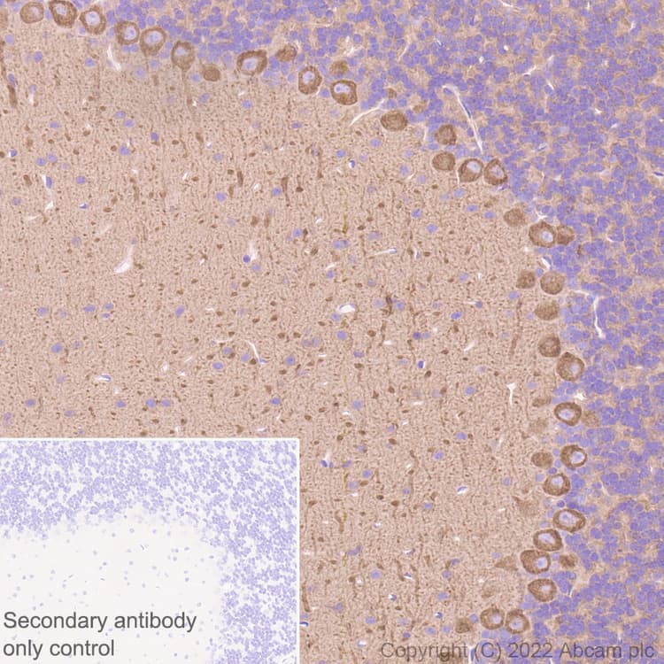 Donkey Anti-Goat IgG H&L (HRP)(AB205723)