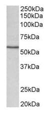 Anti-CYP1A1 antibody(AB126887)