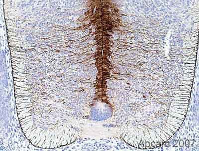 Anti-BLBP antibody(AB32423)