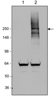 Anti-LRRK2 antibody [MJFF4 (c81-8)](AB133476)