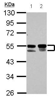 Anti-FLI1 antibody(AB153909)