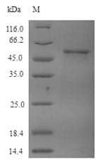 Recombinant Human beta IV Tubulin protein (His tag)(ab236168)