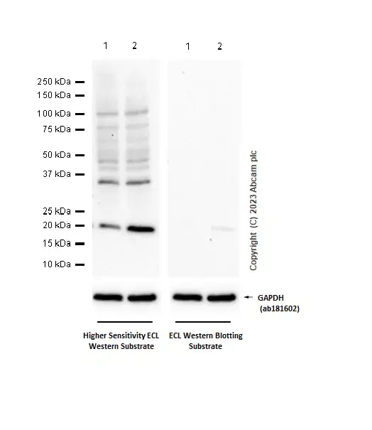 Anti-p21 antibody [EPR3993](AB109199)