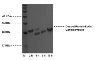 Thrombin cleavage kit(AB207000)